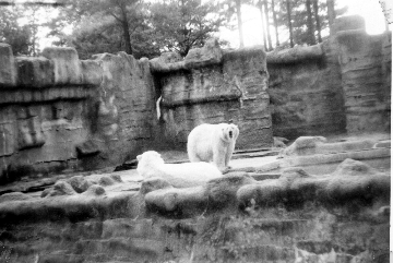 [Image: Zoo1967-2sm.GIF]